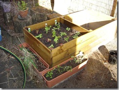 garden1