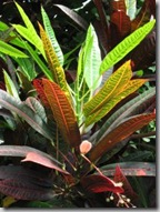crotons