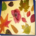 Fall-Foliage- Placemat