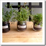 herb garden in jars herb garden in jars
