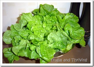lettuce