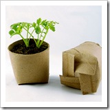 Seedlings-in-a-Toilet-Paper-Tube